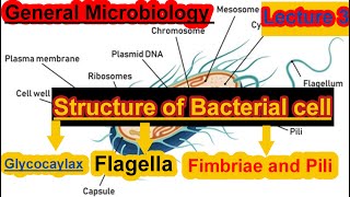 المحاضرة التالتة علم الميكرو structure of bacterial cell and Teichoic acid تركيب الخلية البكتيرية🦠 [upl. by Akedijn]