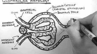 Renal Anatomy 3  Glomerular Histology [upl. by Ingamar922]