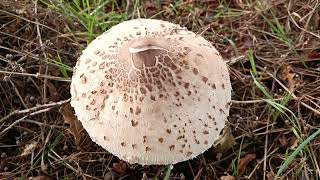 Macrolepiota Procera 🍴🍴🍴Circuit des Louvries [upl. by Armilda]