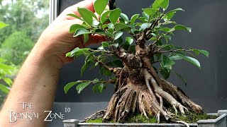 My Ginseng Ficus and Succulent Sunday The Bonsai Zone July 2023 [upl. by Eilla640]