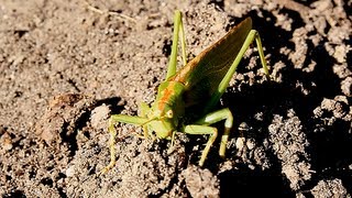 Huge green Locust attacks Camera Man directly into his Face big angry Animal Punch Attack lol Fun [upl. by Albur]