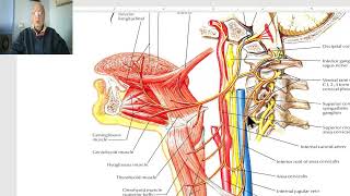 Anatomy of head and neck module in Arabic 84 Ansa cervicalis  by Dr Wahdan [upl. by Falzetta932]