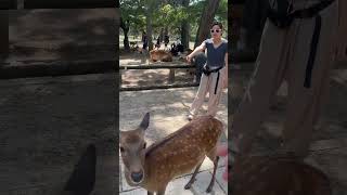 Feeding the bowing Nara deer in Japan [upl. by Kohl]