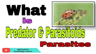 Predator एवं Parasitoids और Parasites मैं अंतर क्या हैं।What is Predator Parasites And Parasitoids [upl. by Plante]