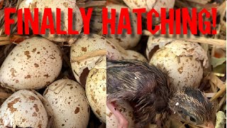 Quail are hatching [upl. by Raybourne]