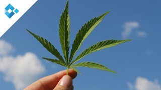 Cannabis in der neurologischen Arztpraxis  Dr Zidek [upl. by Atilrac584]