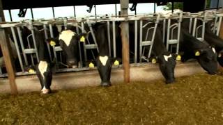 Dairy Farming Documentary [upl. by Llerod]