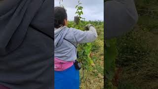 🌱🍇 calmdown viticultura viñedos viña trabajo campo agricultura vid vino nature farming [upl. by Dalton]