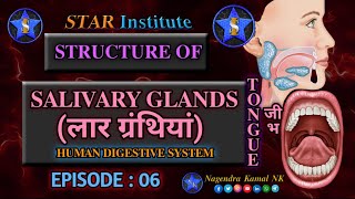 quotStructure of Salivary Glands  Frenulum of Tongue  Salivary Enzymes  Salivaquot  EPISODE  06 [upl. by Cull397]