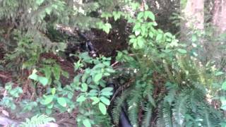 Brio mountain springs Agassiz BC on bike tour [upl. by Ayiram]