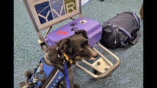 Going through airport security with service dog airportsecurity goingthroughsecuritywithservicedog [upl. by Llemaj]