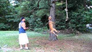 Crazy Hops Red nose pitbull jumping [upl. by Bryant392]