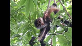 002 Spider Monkey Quintana Roo Mexico [upl. by Di]