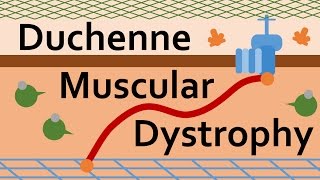 Duchenne Muscular Dystrophy and Dystrophin [upl. by Rogers577]