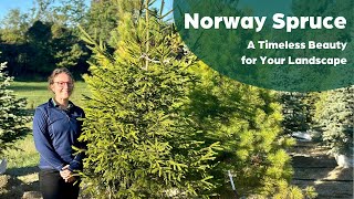 Norway Spruce A Century of Resilience in Minnesota Landscapes [upl. by Rundgren]