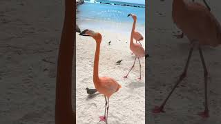 Adults Only Private Island Flamingo Beach Aruba Renaissance Resort [upl. by Ettezil]