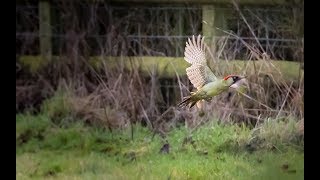 Green Woodpecker in Flight  Wildlife Photography  Bird Photography [upl. by Finley423]