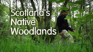 Scotlands Native Woodlands [upl. by Nomsed708]