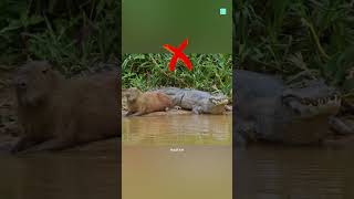 Do Crocodiles Eat Capybaras 😱 [upl. by Barron]