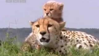 Cute baby cheetah cubs in danger  BBC wildlife [upl. by Itsyrk]