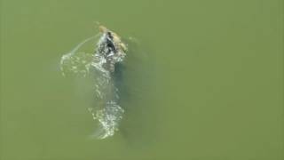 Rare  Helicopter Footage Shows Massive Saltwater Croc Eating A Freshwater Croc [upl. by Tattan]