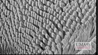 Geckskin fortissimo e riusabile ladesivo biomimetico ispirato al gecomp4 [upl. by Sybilla]