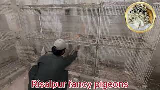 Risalpur Fancy Pigeons Firestarter for killings virus amp Preparation for 2025 breeding season [upl. by Nyla]