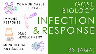 INFECTION amp RESPONSE  GCSE Biology AQA Topic B3 [upl. by Lettig]