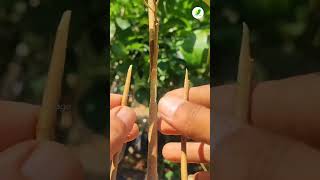 rootstock grafting seedling [upl. by Sharp]