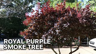 All About Royal Purple Smoke Tree [upl. by Johan741]