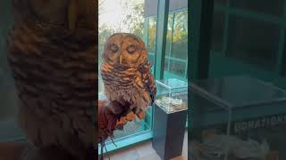 WATCHING THIS BARRED OWL WATCH ME [upl. by Alomeda]