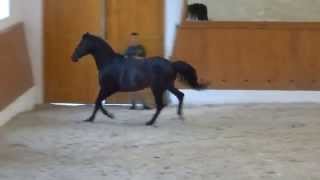 Shagya Arabian stallion OBajan XXIV [upl. by Catarina]