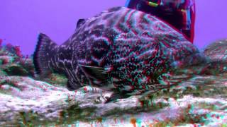 3D Action Videos quotBig Fishquot Anaglyph Movie [upl. by Nnylyma]