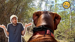 We let our Vizsla Hungarian pointer loose in the woods 😲 [upl. by Naitsirk]