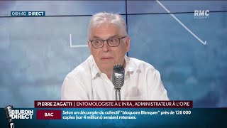 Alerte aux chenilles processionnaires quotCest un problème de santé publiquequot [upl. by Forland]