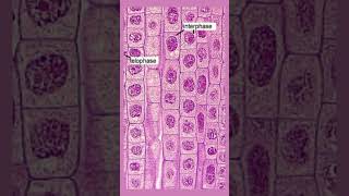 Onion root under microscope video [upl. by Cadmann]