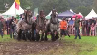 3 Very Strong Draft Horses pull demonstration [upl. by Ezarra163]