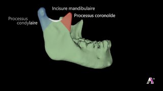 Anatomie de los mandibulaire [upl. by Accire]