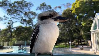 Adorable Kookaburra Daddy with his Babies  Close Up😍 [upl. by Erlin]