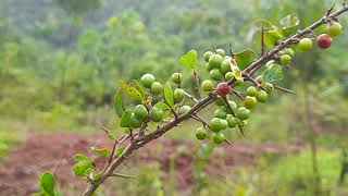 Flacourtia indica a small fruiting shrub on rocky hills [upl. by Lorry]