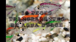 10 PECES DE ACUARIO TRANSPARENTES DE AGUA DULCE [upl. by Annekcm]