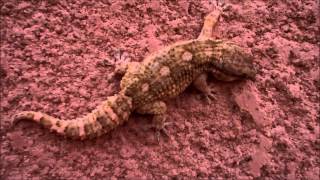 African wall gecko Tarentola hoggarensis Mauritania [upl. by Wesle]