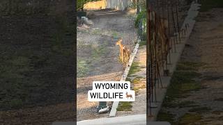 Living in Wyoming with wildlife deer shorts Nature Outdoors 🦌 Fawn Deer Hunting bambi [upl. by Elyssa19]