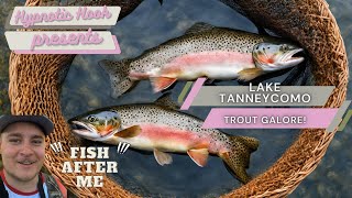 Trout Galore Crazy Brown Trout Fishing with lots of catches [upl. by Oicul660]