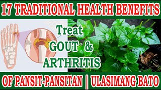 Peperomia Pellucida For GOUT amp ARTHRITIS  17 Traditional Health Benefits of Ulasimang Bato [upl. by Euginimod]