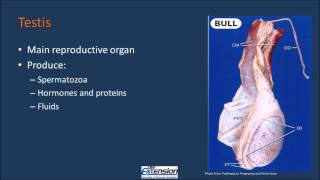 Bull Reproductive Anatomy [upl. by Effy998]