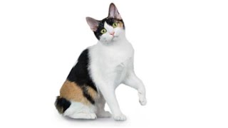 Japanese Bobtail Cat Breed  Japanese Bobtail Cats 101  Personality  Facts  Cat Breed USA [upl. by Attehcnoc]