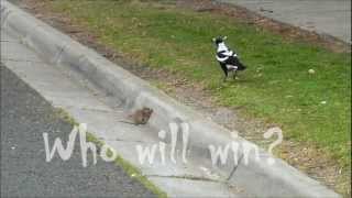 Killer Magpie vs Big Rat  when animals attack [upl. by Luke]