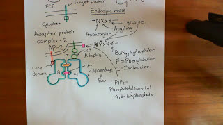 Clathrin Mediated Endocytosis and The Endocytic Pathway Part 3 [upl. by Athene785]