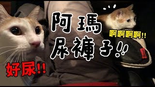 【黃阿瑪的後宮生活】阿瑪尿褲子！啊啊啊啊！ [upl. by Alaikim]